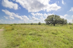 75-Acres-SARR-Oak-Trees