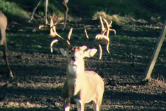 deer-cam1