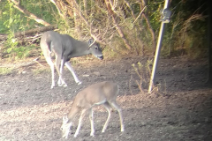 deer-cam2