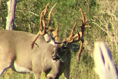 deer-pic1