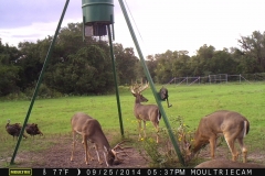 Feeder Photo