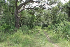 River Bottom