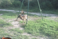 Fallow Deer