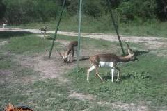 Black Bucks