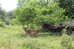 Fallow Deer