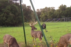Whitetail Deer