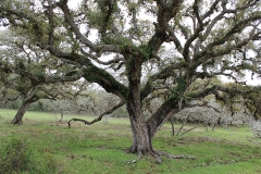 oaks 2