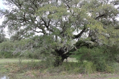 oaks