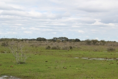 pasture