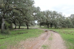 wooded area