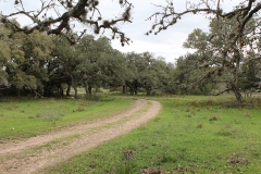 wooded areas 2
