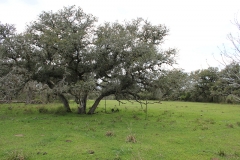 wooded areas 3
