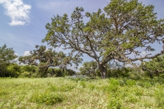 Coleto Lake Oaks Lake View