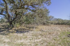 ezzell-ranch-oak-trees-2