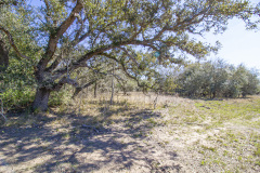 ezzell-ranch-oak-trees