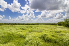 grass