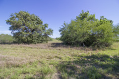 goliad-tract-2-oaks