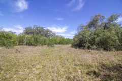 goliad-tract-3-brush