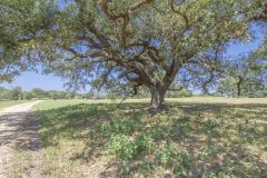 Oaks-4