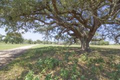 Oaks-5