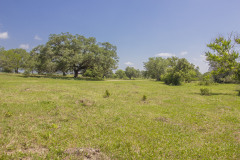 Oaks