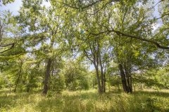 River-bottom-wooded-areas