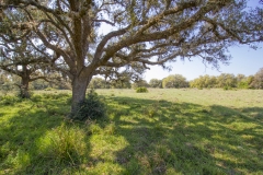 large oaks