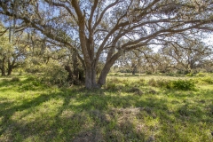 oak trees 2
