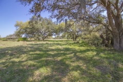 oak trees