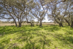 oaks 3
