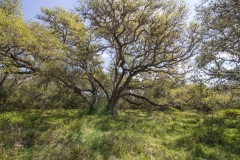 oaks 6
