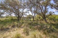 oaks 7
