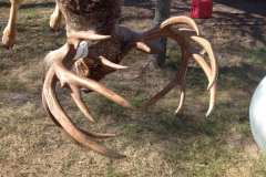 mt-ranch-deer-4
