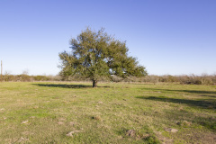 mt-ranch-tree