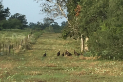 mt-ranch-turkey