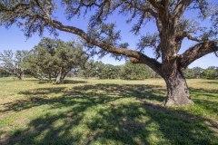 Navidad-RIver-Ranch-Huge-Oaks