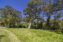Navidad-River-Ranch-Oaks