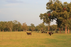 Pasture 2
