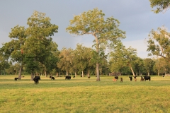 Pasture