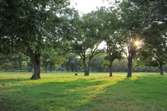 Pecan Trees