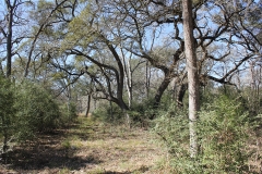 ross ranch land trees 2
