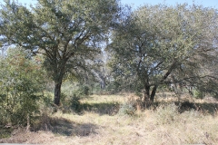 ross ranch land trees