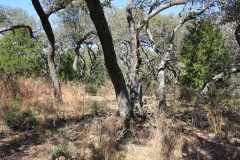 ross ranch land wooded areas