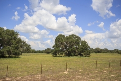 ross ranch oaks