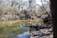ross ranch river view