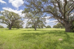 Yorktown Ranch Large Oaks