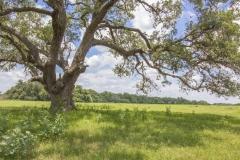 Yorktown Ranch Oaks 2