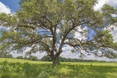 Yorktown Ranch Oaks 3