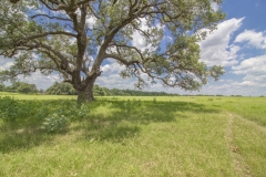 Yorktown Ranch Oaks