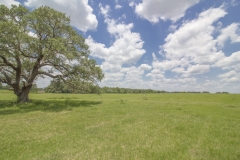 Yorktown Ranch Pasture